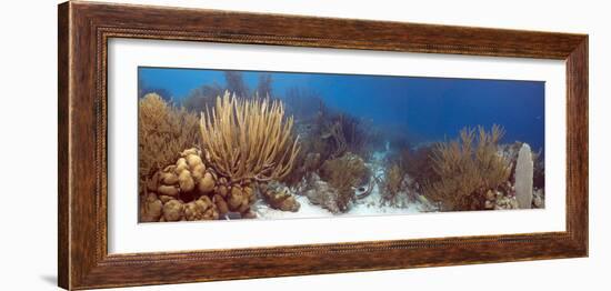 Coral Reef-Peter Scoones-Framed Photographic Print