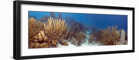 Coral Reef-Peter Scoones-Framed Photographic Print