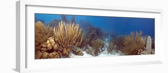 Coral Reef-Peter Scoones-Framed Photographic Print