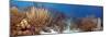 Coral Reef-Peter Scoones-Mounted Photographic Print