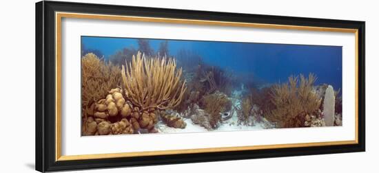 Coral Reef-Peter Scoones-Framed Photographic Print