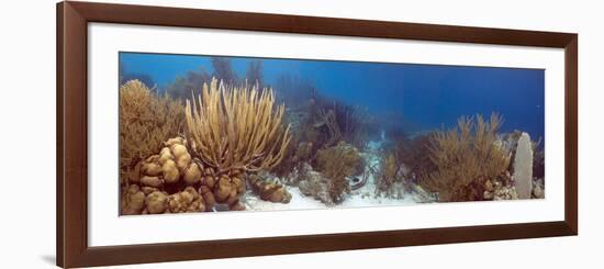 Coral Reef-Peter Scoones-Framed Photographic Print