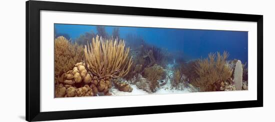 Coral Reef-Peter Scoones-Framed Photographic Print