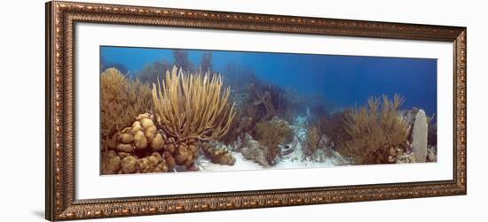 Coral Reef-Peter Scoones-Framed Photographic Print