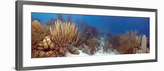 Coral Reef-Peter Scoones-Framed Photographic Print