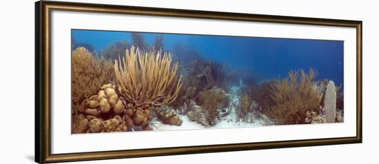 Coral Reef-Peter Scoones-Framed Photographic Print