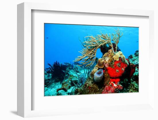 Coral Reef-AndamanSE-Framed Photographic Print