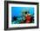 Coral Reef-AndamanSE-Framed Photographic Print
