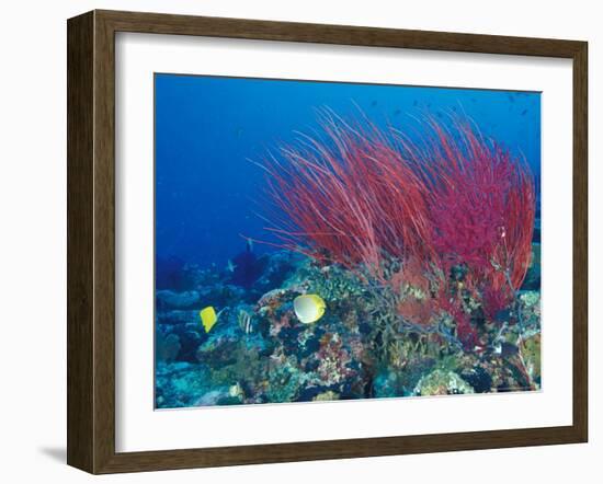 Coral Reefs, Papua, Indonesia-Michele Westmorland-Framed Photographic Print