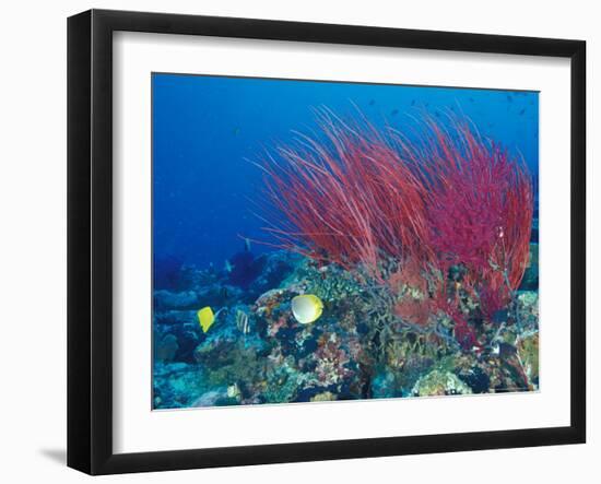 Coral Reefs, Papua, Indonesia-Michele Westmorland-Framed Photographic Print