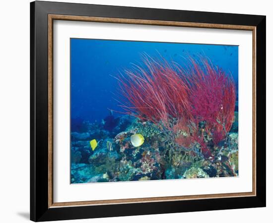 Coral Reefs, Papua, Indonesia-Michele Westmorland-Framed Photographic Print