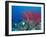 Coral Reefs, Papua, Indonesia-Michele Westmorland-Framed Photographic Print