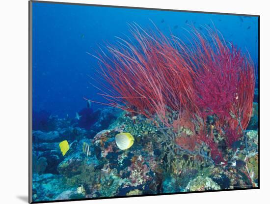 Coral Reefs, Papua, Indonesia-Michele Westmorland-Mounted Photographic Print