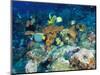 Coral Reefs, Papua, Indonesia-Michele Westmorland-Mounted Photographic Print