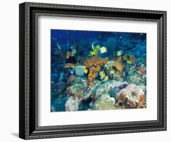 Coral Reefs, Papua, Indonesia-Michele Westmorland-Framed Photographic Print