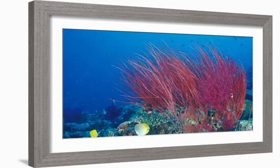 Coral Reefs, Papua, Indonesia-Michele Westmorland-Framed Photographic Print