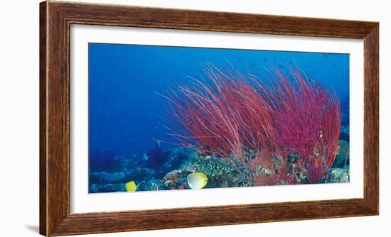 Coral Reefs, Papua, Indonesia-Michele Westmorland-Framed Photographic Print