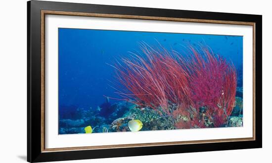 Coral Reefs, Papua, Indonesia-Michele Westmorland-Framed Photographic Print