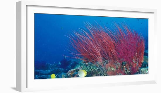 Coral Reefs, Papua, Indonesia-Michele Westmorland-Framed Photographic Print