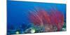 Coral Reefs, Papua, Indonesia-Michele Westmorland-Mounted Photographic Print