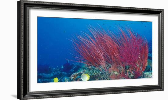 Coral Reefs, Papua, Indonesia-Michele Westmorland-Framed Photographic Print