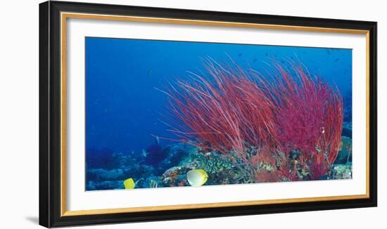 Coral Reefs, Papua, Indonesia-Michele Westmorland-Framed Photographic Print