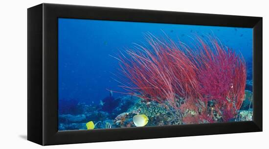 Coral Reefs, Papua, Indonesia-Michele Westmorland-Framed Premier Image Canvas