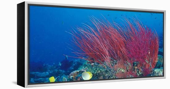 Coral Reefs, Papua, Indonesia-Michele Westmorland-Framed Premier Image Canvas