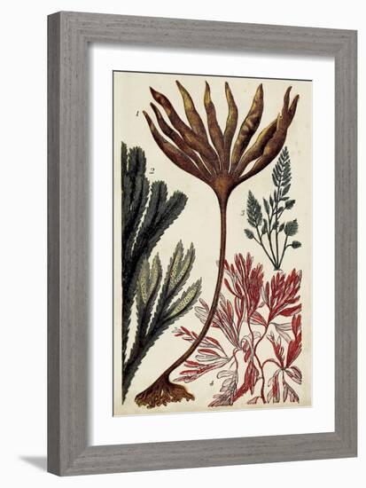 Coral & Seaweed Montage I-Unknown-Framed Art Print