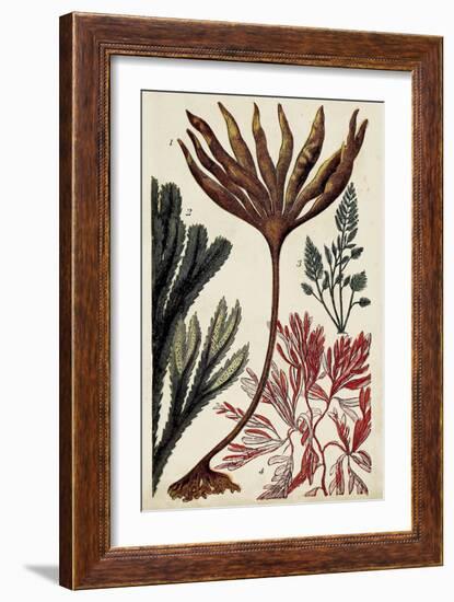 Coral & Seaweed Montage I-Unknown-Framed Art Print