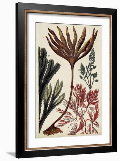 Coral & Seaweed Montage I-Unknown-Framed Art Print