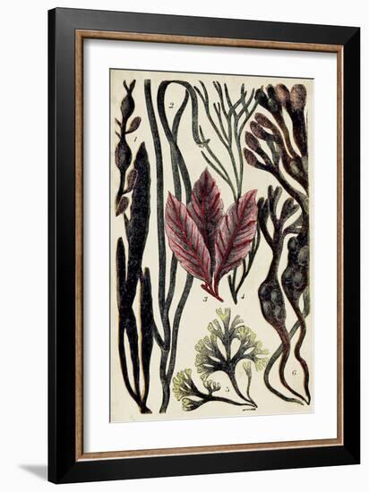 Coral & Seaweed Montage II-Unknown-Framed Art Print