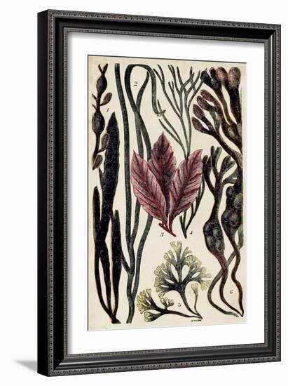 Coral & Seaweed Montage II-Unknown-Framed Art Print