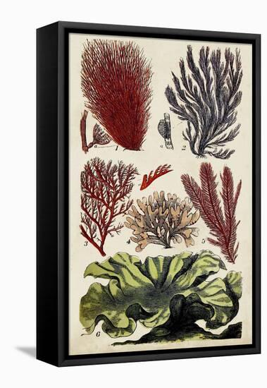 Coral & Seaweed Montage IV-Unknown-Framed Stretched Canvas