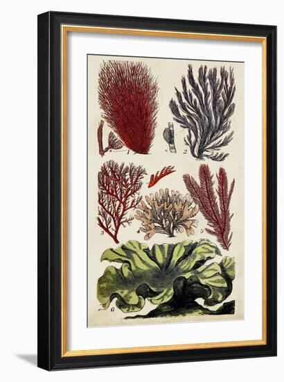 Coral & Seaweed Montage IV-Unknown-Framed Art Print