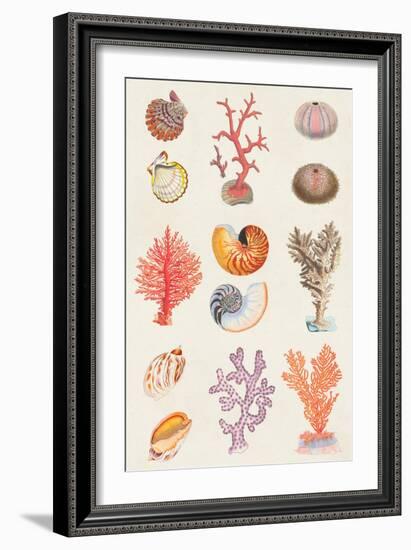 Coral & Shell Collage I-Vision Studio-Framed Art Print
