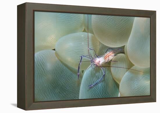 Coral Shrimp-Georgette Douwma-Framed Premier Image Canvas