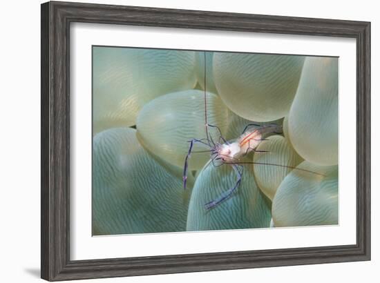 Coral Shrimp-Georgette Douwma-Framed Photographic Print