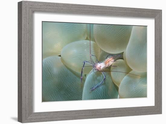 Coral Shrimp-Georgette Douwma-Framed Photographic Print