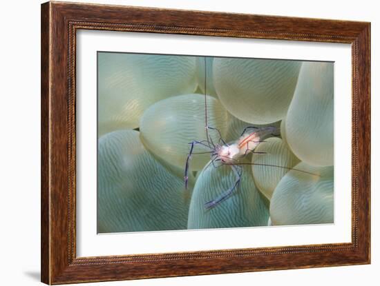 Coral Shrimp-Georgette Douwma-Framed Photographic Print