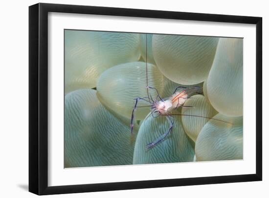 Coral Shrimp-Georgette Douwma-Framed Photographic Print