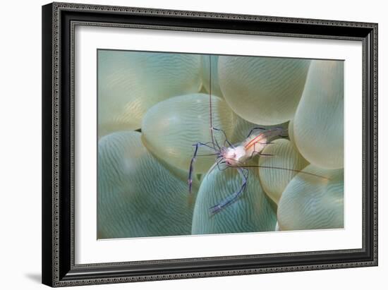 Coral Shrimp-Georgette Douwma-Framed Photographic Print