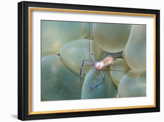 Coral Shrimp-Georgette Douwma-Framed Photographic Print