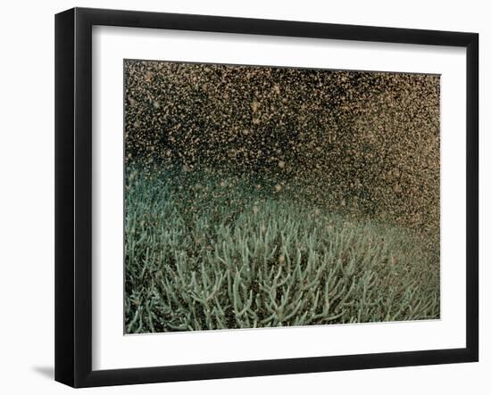 Coral Spawning-null-Framed Photographic Print