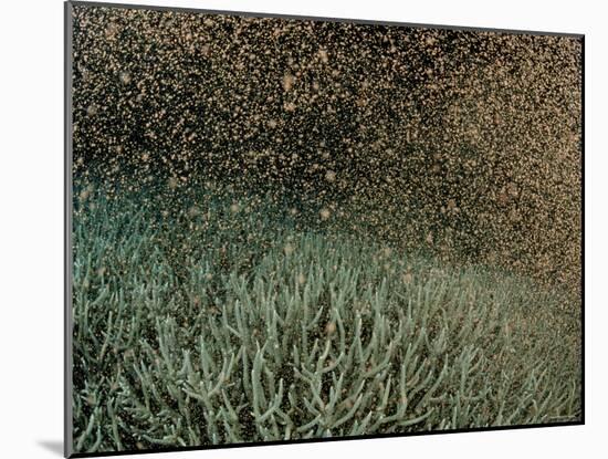 Coral Spawning-null-Mounted Photographic Print