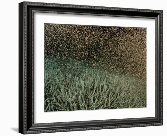 Coral Spawning-null-Framed Photographic Print