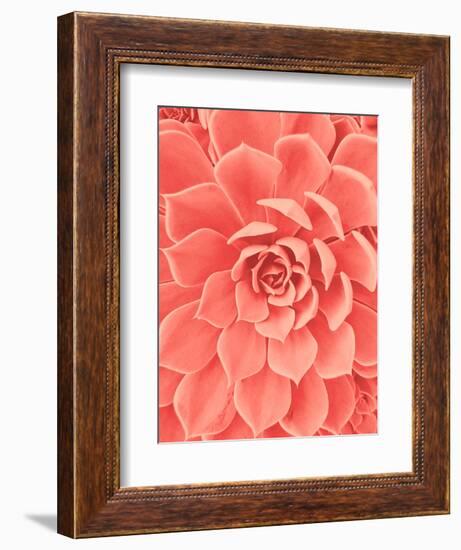 Coral Succulent-Urban Epiphany-Framed Photographic Print