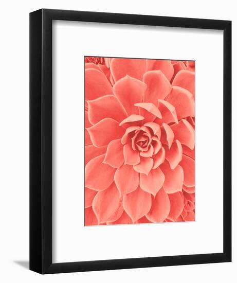 Coral Succulent-Urban Epiphany-Framed Photographic Print
