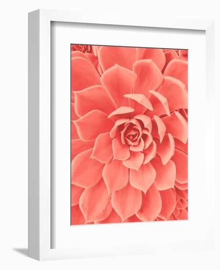 Coral Succulent-Urban Epiphany-Framed Photographic Print