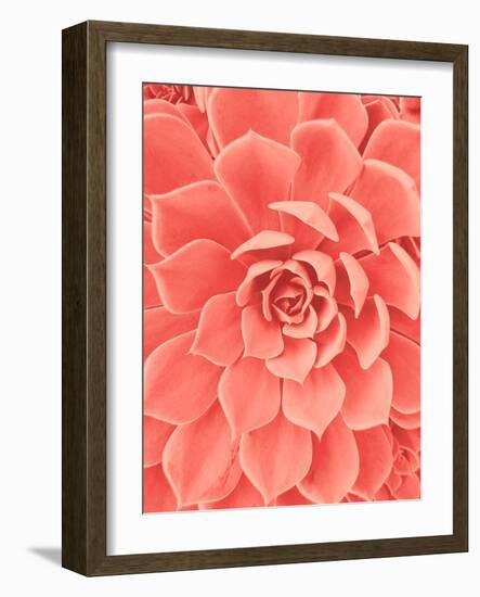 Coral Succulent-Urban Epiphany-Framed Photographic Print